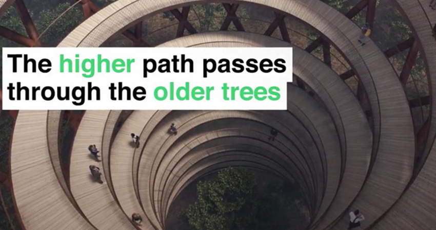 Drumetii-printre-copaci