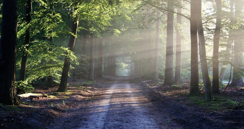 despre Regulamentul EUDR